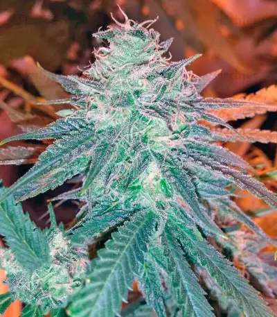 Triple Cheese Seeds - Cannabis Strain Seeds for Sale