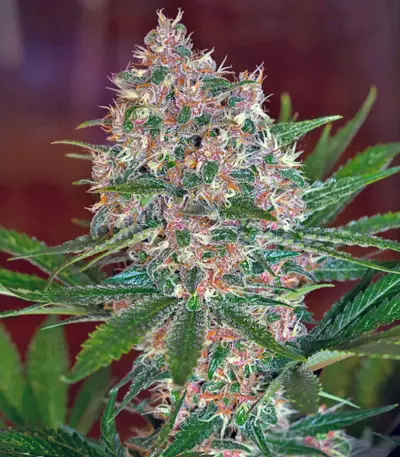 Sweet Special F1 Fast version feminized seeds