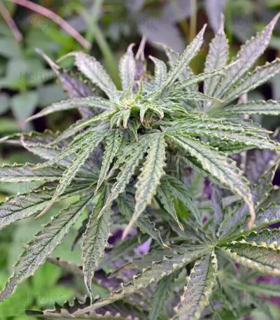 Think Big Auto feminized seeds