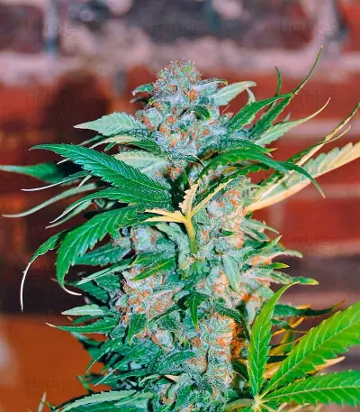 Wild Rose feminized seeds