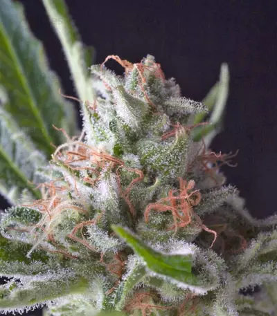 Auto Shark strain