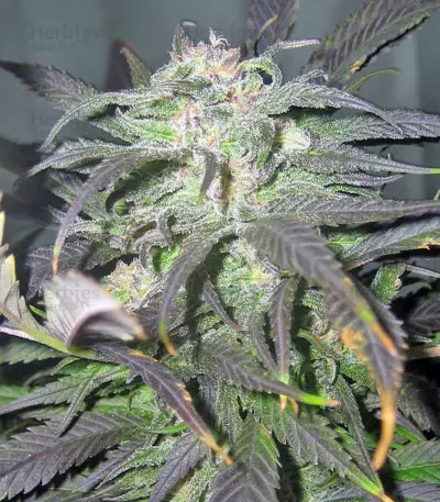 Biddy Early Seeds