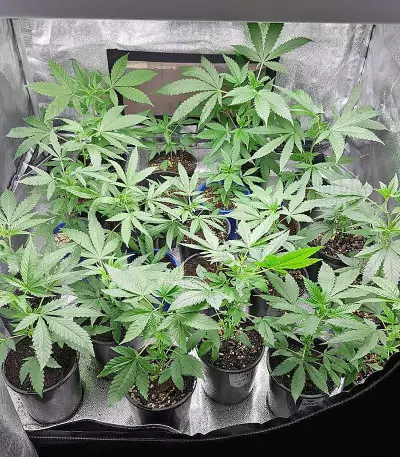 Big Bud (Vision Seeds)