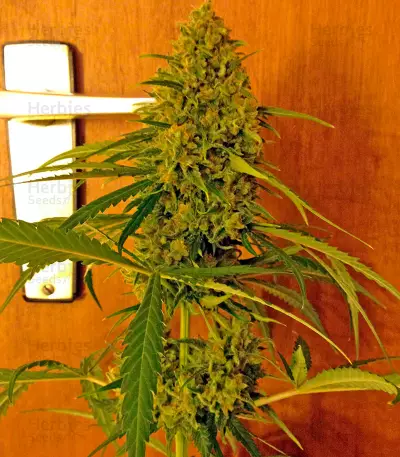 Critical Jack Seeds