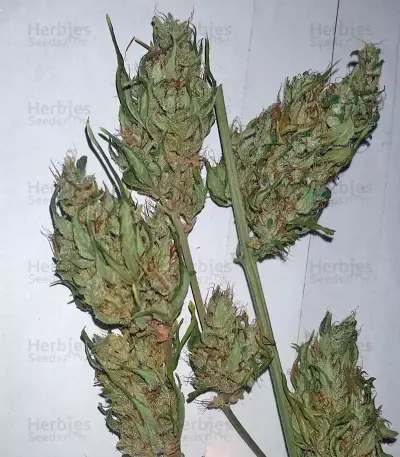 Dedoverde Haze (Humboldt Seeds Organization)
