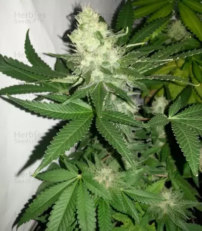 ICE (RQS)