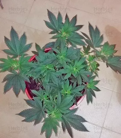 Pakistan Valley (World of Seeds) Cannabis-Samen