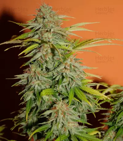 Papa's Candy Seeds