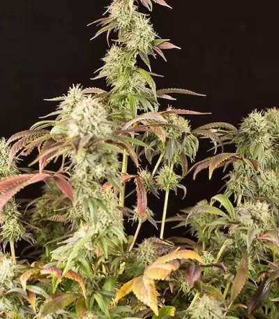 Remo Chemo feminized seeds