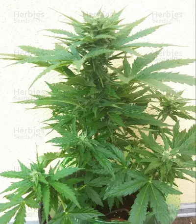 Royal Bluematic Auto feminized seeds
