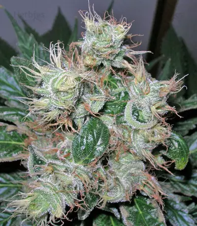 Smile Max Auto (Kannabia Seeds)