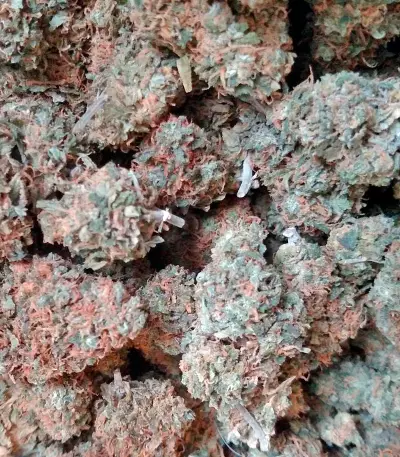 Super Skunk feminized seeds (Nirvana Seeds)