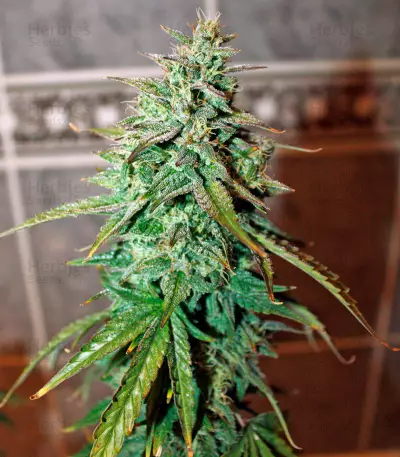 Semi femminizzati UK Cheese Auto