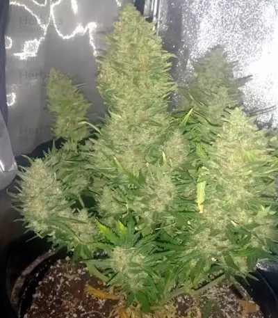 Big Devil Auto (Sweet Seeds)