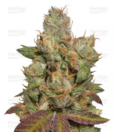 Buy 707 Truthband by Emerald Mountain feminized seeds