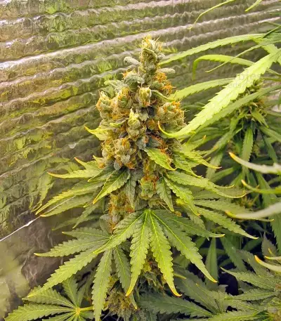 Fruitylicious feminized seeds