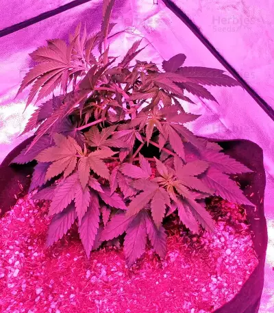 Swiss Cheese regular (Nirvana Seeds)