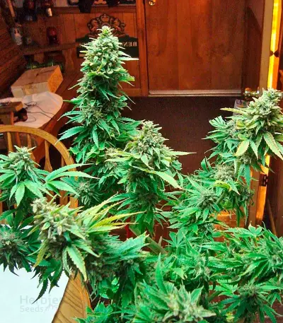 Afrodite cannabis strain