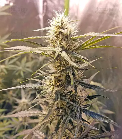 Graines de cannabis Auto Chocolate Skunk (00 Seeds)