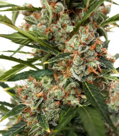 Semi Femminizzati Auto Orange Bud (Dutch Passion)