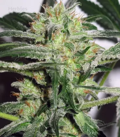 Auto White Widow x Big Bud Seeds