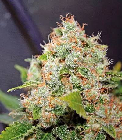 Diesel Glue (BCN Diesel) (Kannabia Seeds)