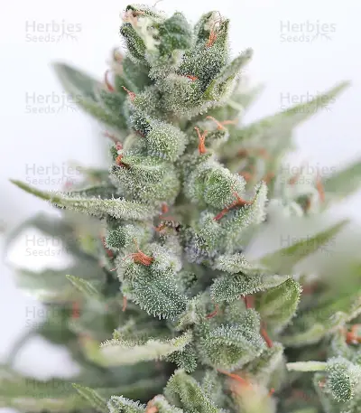 Calamity Jane Auto Seeds