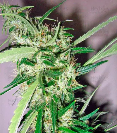 Beyond the Brain Seeds