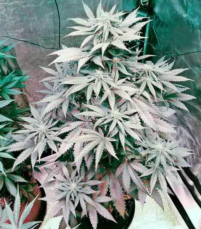 Bubba Kush Autoflowering Seeds