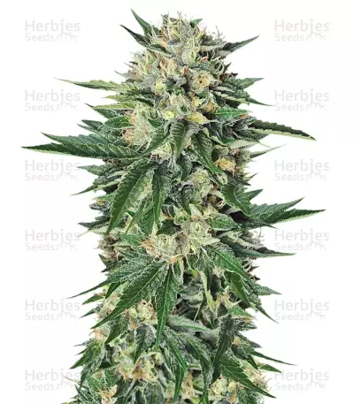 Graines de cannabis Dr. Greenthumb’s Em-Dog by B-Real (Humboldt Seeds)