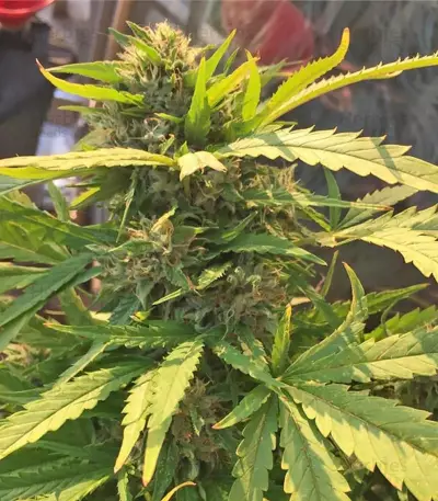 The Incredible Bulk Seeds (Dr. Krippling Seeds)