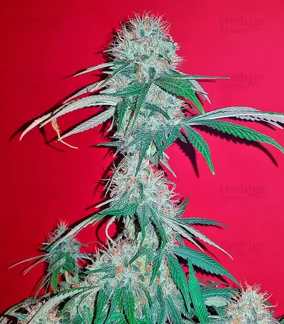 Kali Mist Regular seeds