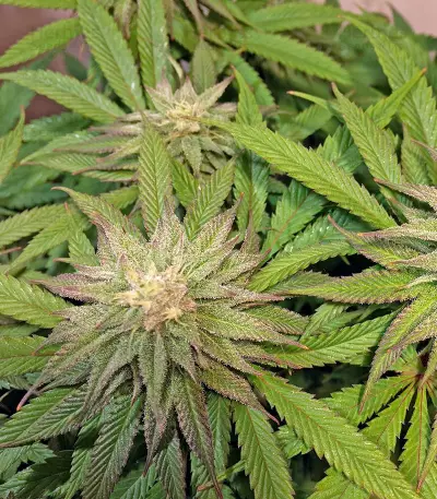Lemon Garlic OG feminized seeds