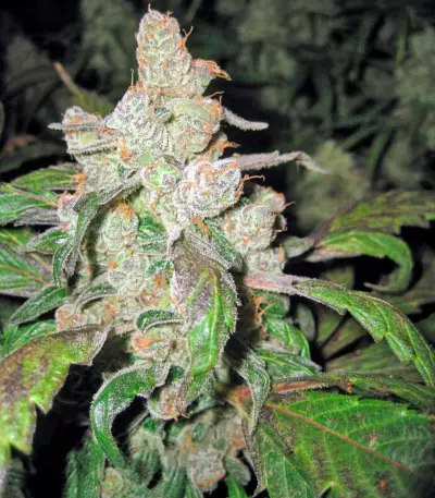 Lemon Thai Kush Seeds