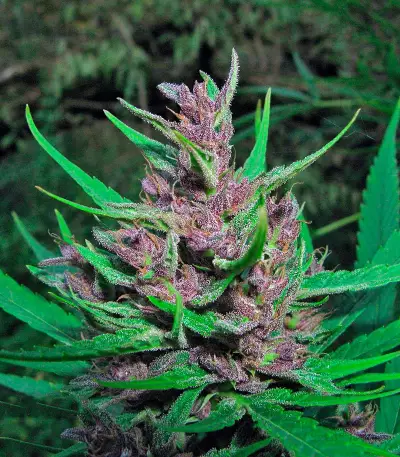 Passion #1 feminized seeds
