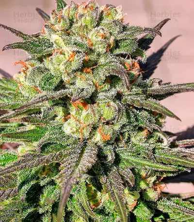 Warlock Regular seeds