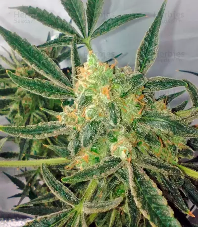 Semillas feminizadas Black Jack Auto (Sweet Seeds)