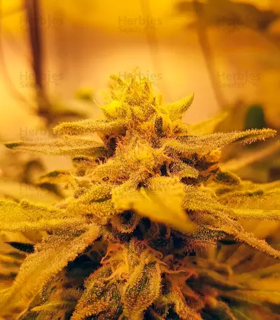 Glueberry O.G. feminized seeds