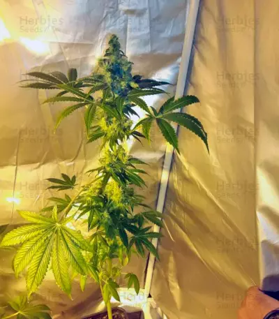 Indigo Berry Kush feminized seeds