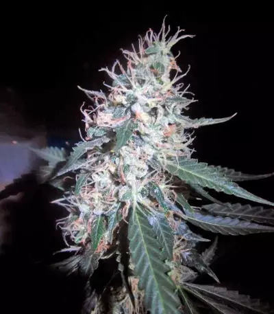 Jack Herer Auto (GHS)
