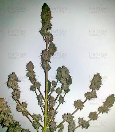 Ketama feminized seeds