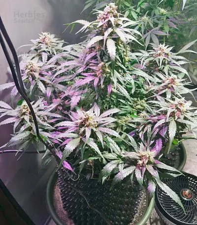 King’s Kush Auto Seeds
