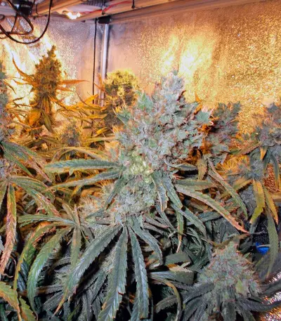 Liberty Haze Seeds