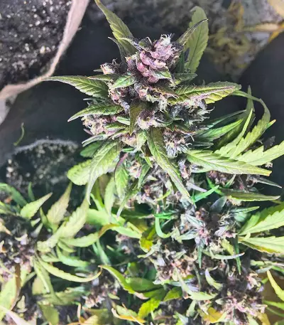 Graines de cannabis Red Poison Auto (Sweet Seeds)