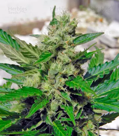 Speed Devil #2 Auto feminized seeds