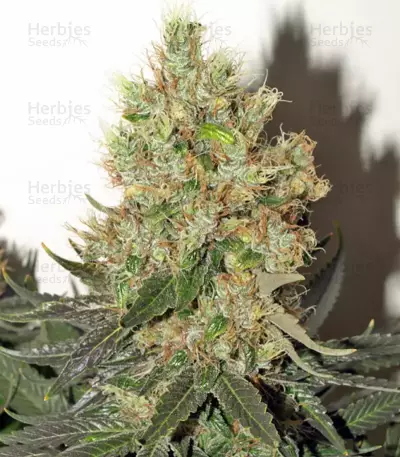 Smile feminized seeds
