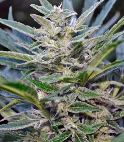 Think Big Auto feminized seeds