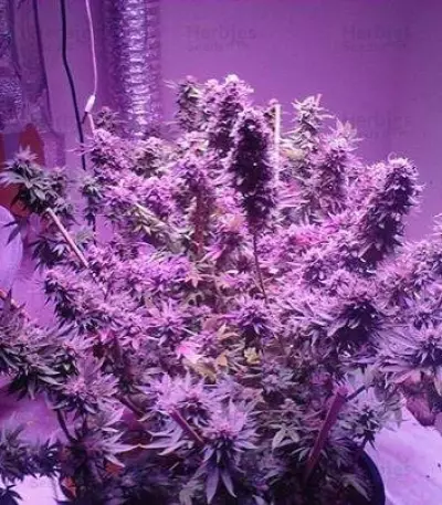 Auto White Widow x Big Bud Seeds
