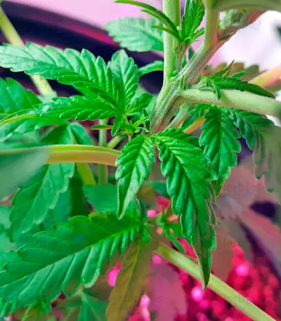 BlackJack (Nirvana Seeds)