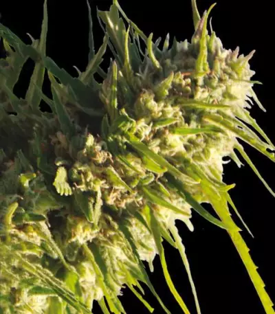 Critical Impact Seeds